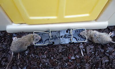 rodent trapping